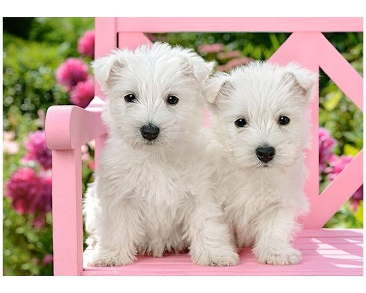 Παζλ Castorland 120 Τμχ. White Terrier Puppies 32x23cm B-13494-1