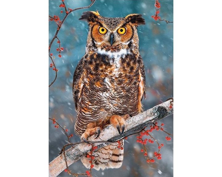 Παζλ Castorland 500 τμχ Great Horned Owl 47x33 B-52387