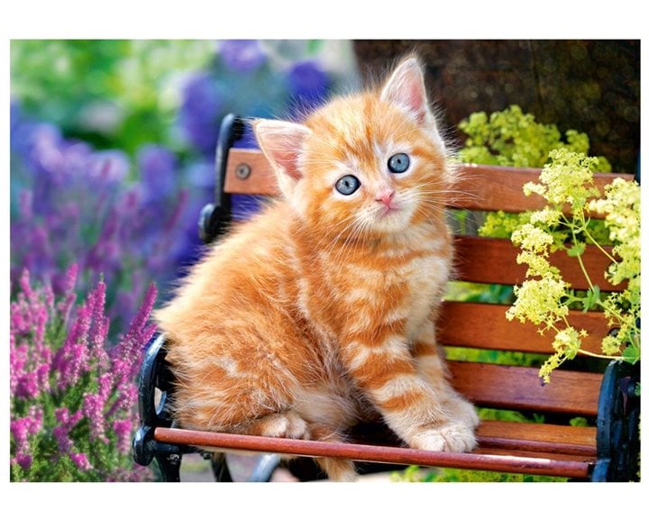 Παζλ Castorland 500 τμχ Ginger Kitten B-52240