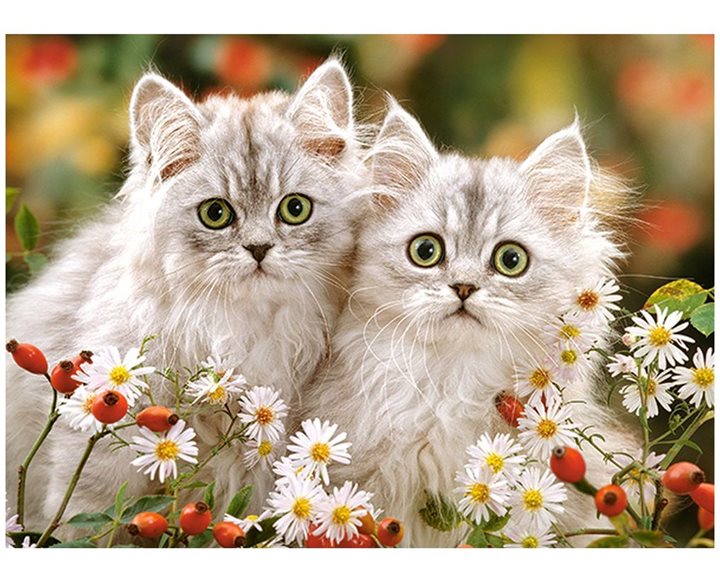 Παζλ Castorland 200τμχ. Persians Kittens 40x29cm B-222131