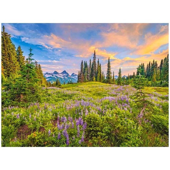 Παζλ Castorland 2000τεμ. Blossoms of Morning 92x68 C-200863-2